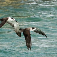 Laridae